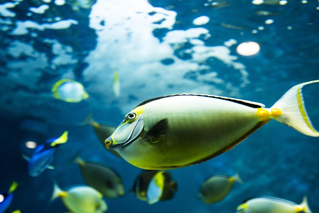 Voice Control Revolutionizes App-Controlled Fish Tanks Management
