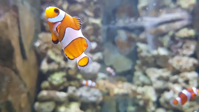 Sustainable Marine Conservation: The Role of Eco-Friendly Aquarium Displays