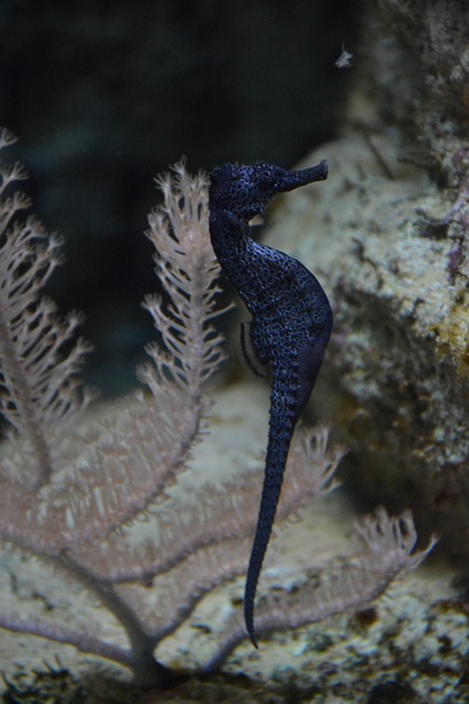 aquarium-attractions-640x480-27886670.jpeg