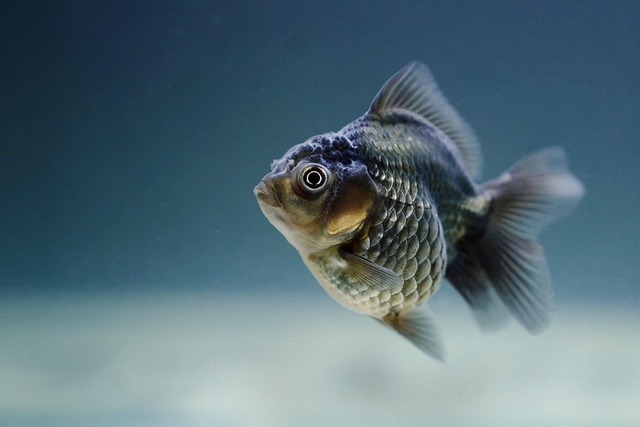 aquarium-design-for-businesses-640x480-46283666.jpeg