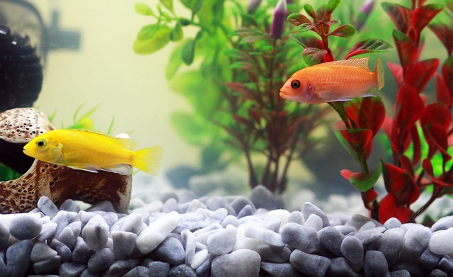 Optimizing Office Aquariums: Long-Term Health Maintenance Strategies
