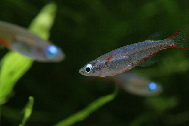 aquarium-design-for-businesses-640x480-92148613.jpeg