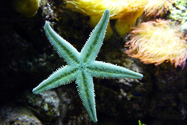 aquarium-exhibits-640x480-28544521.jpeg