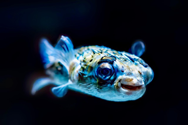 aquariums-for-offices-640x480-79000191.jpeg