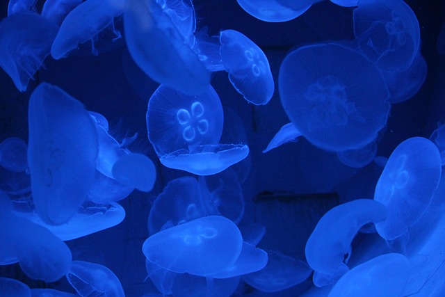 Realistic Ocean Ecosystems: Enhancing Educational Aquarium Exhibits with Multi-species Habitats