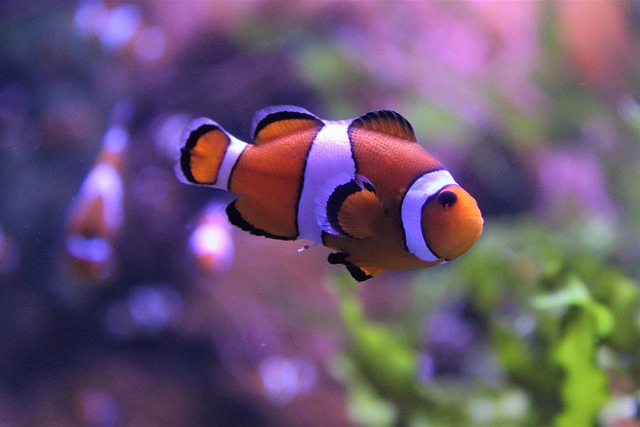 artistic-rockwork-for-fish-tanks-640x480-89419113.jpeg