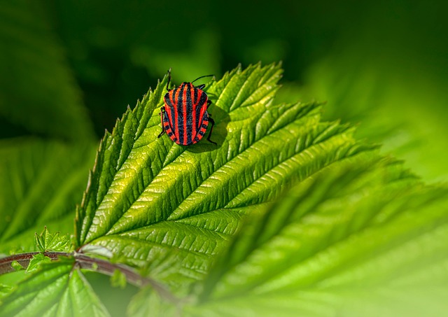 Fast-Response Bed Bug Extermination: Urgent Solutions for Nearby Infestations