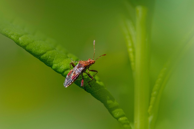 Advanced Heat Treatments: Fast, Effective Bed Bug Control Services