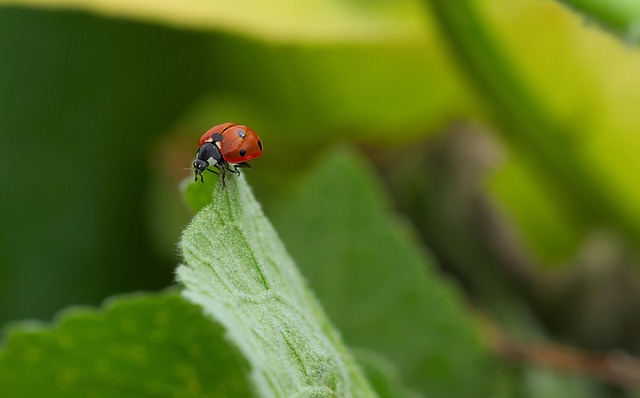 beetle-640x480-22234664.jpeg