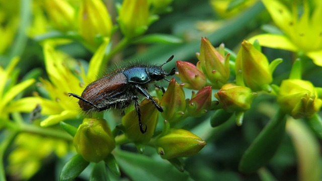 beetle-640x480-30127748.jpeg