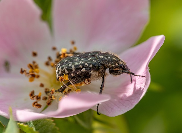 beetle-640x480-39521302.jpeg