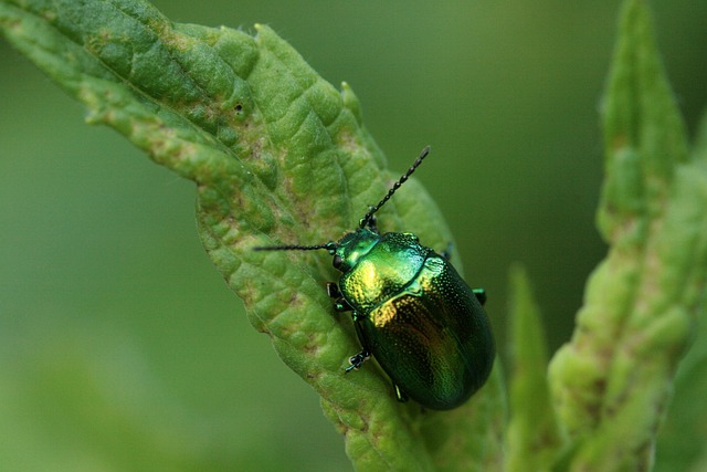 Affordable Drugstore Beetle Control: Natural Solutions & Effective Treatments