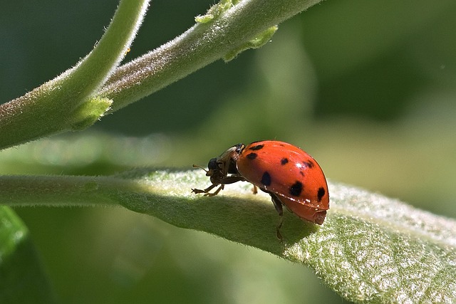 beetle-640x480-87159455.jpeg