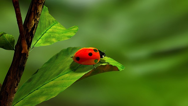 beetle-640x480-90280063.jpeg