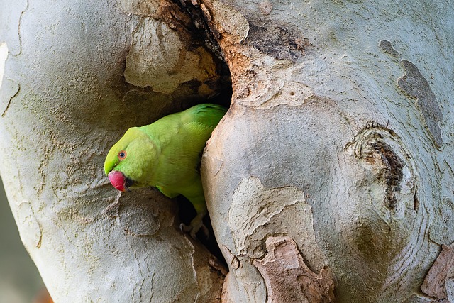 Comprehensive Guide: Post-Nest Removal Cleaning for Commercial Spaces