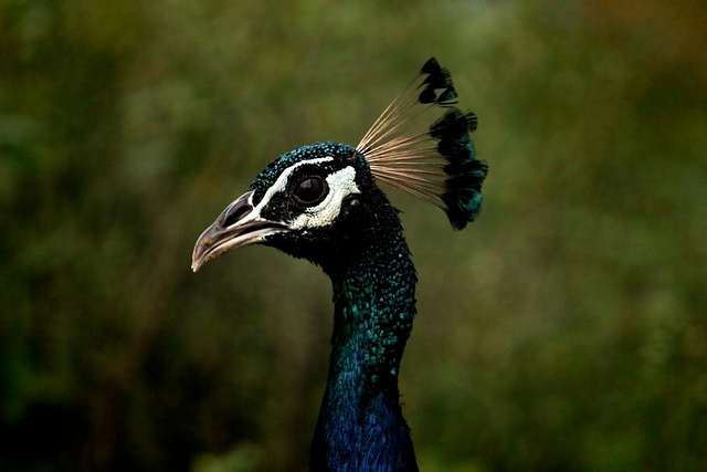 bird-640x480-32651832.jpeg
