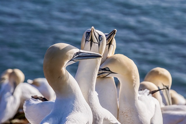 Expert Bird Nest Removal: Prevent Re-nesting with Professional Services