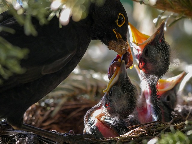 bird-nest-640x480-33481299.jpeg