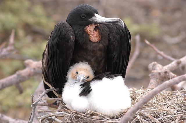 bird-nest-640x480-36179288.jpeg