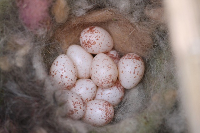 bird-nest-640x480-57840462.jpeg
