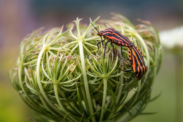 bug-640x480-10308708.jpeg