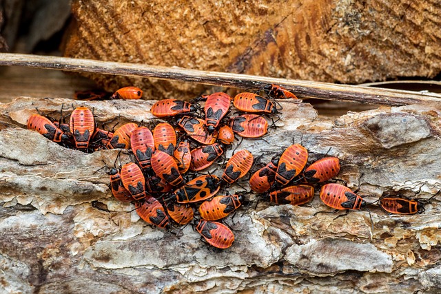bug-640x480-16848726.jpeg