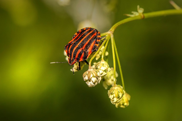 bug-640x480-35069807.jpeg