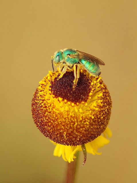 bug-640x480-49167119.jpeg