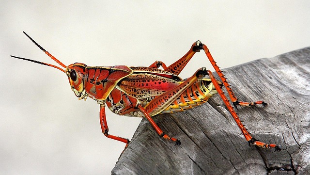 bug-640x480-52548534.jpeg