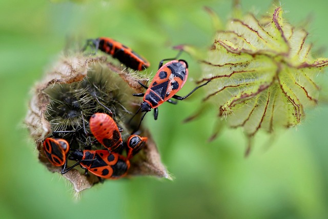 bug-640x480-57932310.jpeg