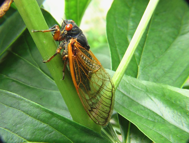 bug-640x480-58975412.jpeg