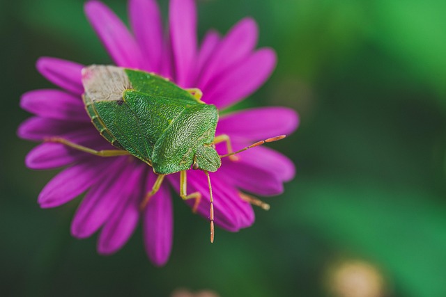 bug-640x480-62710539.jpeg