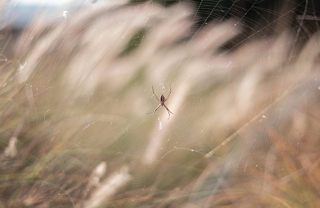 bug-640x480-63067520.jpeg