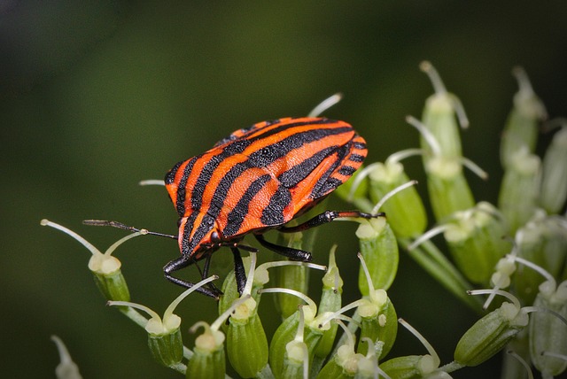 bug-640x480-83604703.jpeg