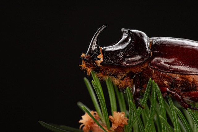 bug-640x480-84266289.jpeg