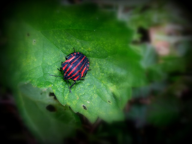 bug-640x480-90417886.jpeg