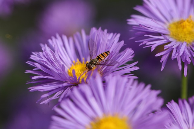 bug-640x480-90732515.jpeg