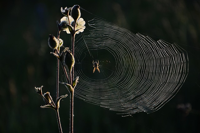 bug-640x480-97179565.jpeg