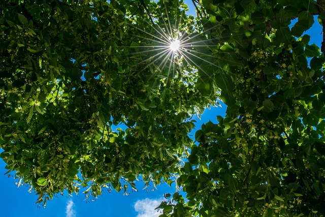canopy-640x480-523538.jpeg