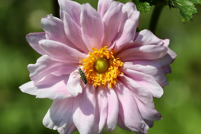 carpet-beetle-640x480-52102965.jpeg