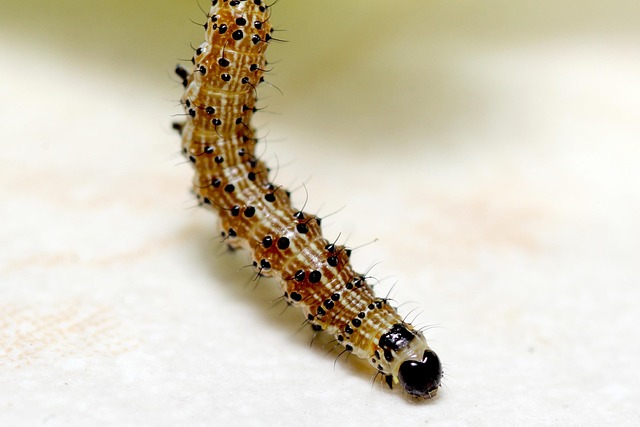 centipede-640x480-72263458.jpeg