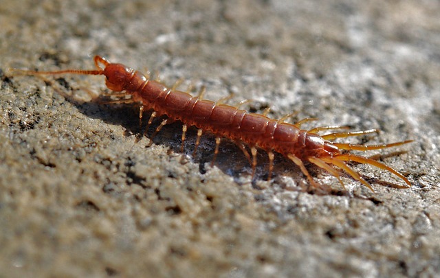 centipede-640x480-99652362.jpeg