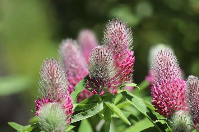 clover-mites-640x480-28184438.jpeg