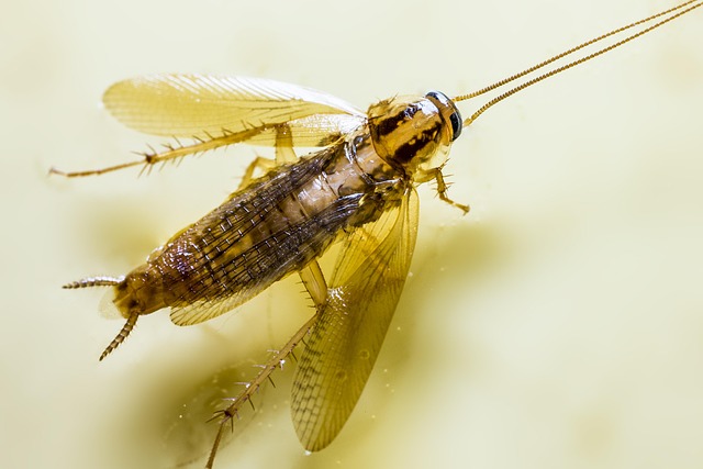cockroach-640x480-25001666.jpeg