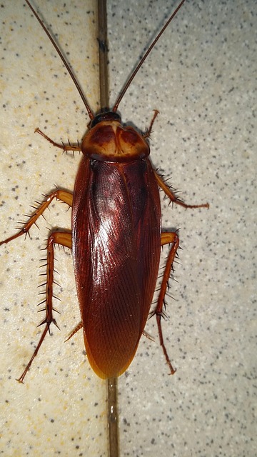 cockroach-640x480-42476342.jpeg