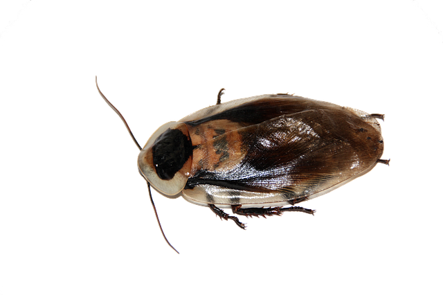 cockroach-640x480-55953701.png
