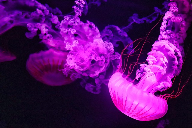 commercial-aquarium-displays-640x480-42244140.jpeg