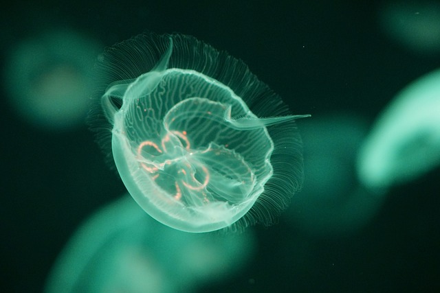 Miniature Underwater Art: Handcrafted Nano Aquascapes for Modern Spaces