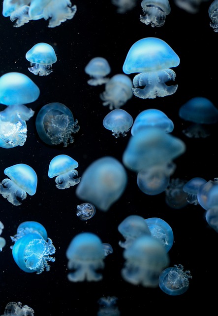 corporate-aquarium-installations-640x480-64985226.jpeg