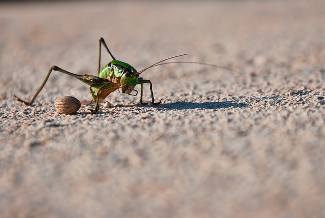 cricket-insect-640x480-11901318.jpeg